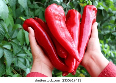 red paprika in hands, red pepper