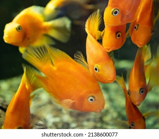 A Red Parrot In An Aquarium. Artificially Bred Variety Of Aquarium Fish. It Is A Hybrid Of Different Species Of Cichlasomas. Pet Shop.