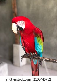 Red Parrot From Bhumi Merapi Indonesia