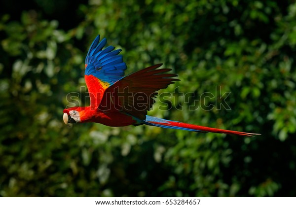Red Parrot Scarlet Macaw (rediger nu) 653284657