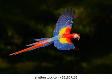 Red Parrot Flying In Dark Green Vegetation. Scarlet Macaw, Ara Macao, In Tropical Forest, Costa Rica. Wildlife Scene From Nature. Parrot In Flight In The Green Jungle Habitat.