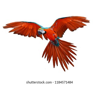 Red Parrot Flying Isolated On White Background.