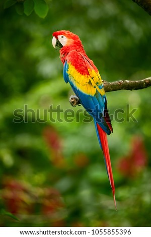 Red parrot (Macaw parrot) fly in dark green vegetation. Scarlet Macaw, Ara macao, in tropical forest, Costa Rica. Red bird in the forest. Parrot flight. Wildlife scene from tropic nature.