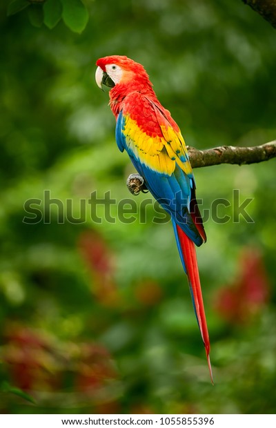 Red Parrot Macaw Parrot Fly Dark 库存照片 立即编辑