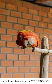 A Red Parrot On A Stick, Belongs To Psittacidae