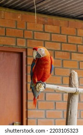 A Red Parrot On A Stick, Belongs To Psittacidae