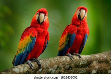 Red parrot pair Scarlet Macaw, Ara macao, bird sitting on the branch. - Powered by Shutterstock