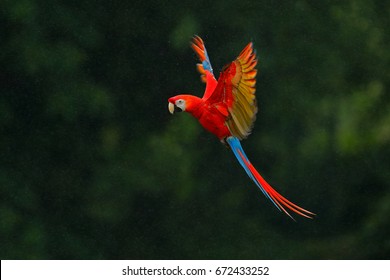Red parrot in the rain. Macaw parrot flying in dark green vegetation. Scarlet Macaw, Ara macao, in tropical forest, Costa Rica, Wildlife scene from tropical nature. Red bird in the forest. - Shutterstock ID 672433252