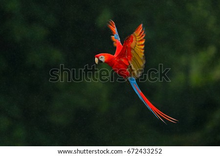 Red parrot in the rain. Macaw parrot flying in dark green vegetation. Scarlet Macaw, Ara macao, in tropical forest, Costa Rica, Wildlife scene from tropical nature. Red bird in the forest.