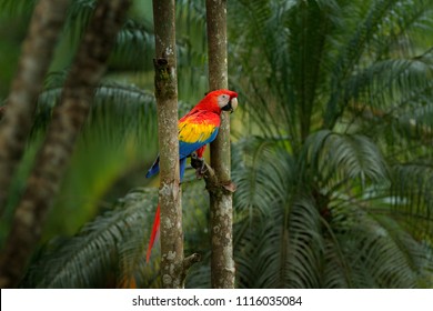 Red parrot Scarlet Macaw, Ara macao, bird sitting on the pal tree trunk, Panama. Wildlife scene from tropical forest. Beautiful parrot on green tree in nature habitat.