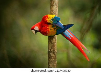 Red parrot Scarlet Macaw, Ara macao, bird sitting on the branch, Peru. Wildlife scene from tropical forest. Beautiful parrot on green tree in nature habitat. Macaw with long tail.