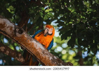 Red parrot Scarlet Macaw, Ara macao, bird sitting on the pal tree trunk, Panama. Wildlife scene from tropical forest. Beautiful parrot on green tree in nature habitat.
