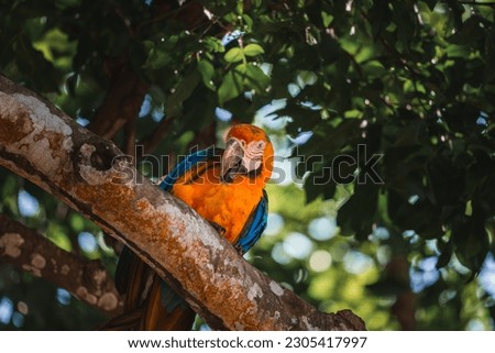 Red parrot Scarlet Macaw, Ara macao, bird sitting on the pal tree trunk, Panama. Wildlife scene from tropical forest. Beautiful parrot on green tree in nature habitat. Imagine de stoc © 