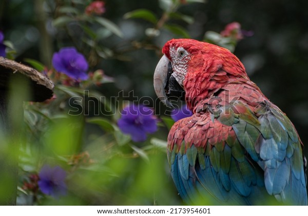 Red parrot Scarlet Macaw,\
Ara macao, bird sitting on the branch, Costa rica. Wildlife scene\
from tropical forest. Beautiful parrot on tree green tree in nature\
habitat.\
