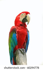 Red Parrots With Blur Background