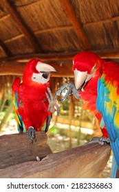 Red parrots macaws, parrot bird on the territory of Xcaret, famous ecotourism park on the mexican Riviera Maya, Quintana Roo, Yucatan, Mexico - Shutterstock ID 2182336863