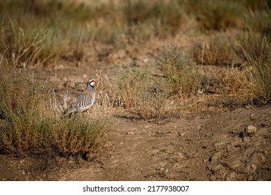 Red Partridge Or Alectoris Rufa, Galliform Bird Of The Phasianidae Family.