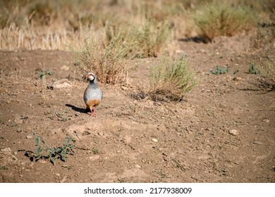 Red Partridge Or Alectoris Rufa, Galliform Bird Of The Phasianidae Family.