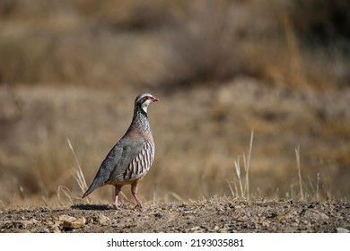 Red Partridge Or Alectoris Rufa, Galliform Bird Of The Phasianidae Family.