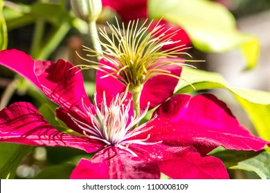 Red Passion Clematis Pistils And Flowers In A Sunny Garden In The Summer, Name Rebecca Clematis