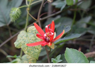 Red Passion Flower for Background - Shutterstock ID 2188492827