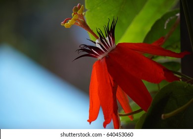 Red Passion Flower, Red Mary Jane Passion Flora And The Green Leaves