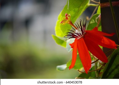 Red Passion Flower, Red Mary Jane Passion Flora And The Green Leaves