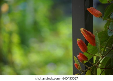 Red Passion Flower, Red Mary Jane Passion Flora And The Green Leaves