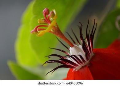 Red Passion Flower, Red Mary Jane Passion Flora And The Green Leaves