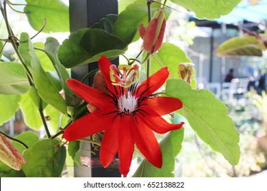 Red Passion Flower, Red Mary Jane Passion Flora And The Green Leaves