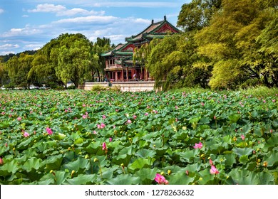 Red Pavilion overlooks Lotus Pads in Garden pond, Summer Palace, Beijing, China