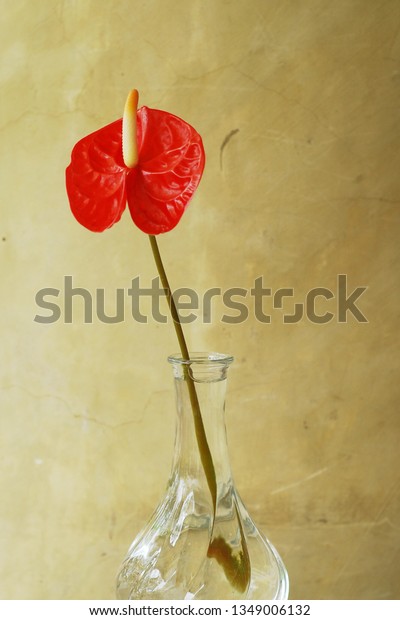 Red Peace Lily Flower Clear Glass Stock Photo Edit Now 1349006132