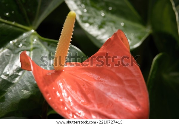 Red Peace Lily with yellow\
spadix