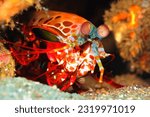 Red peacock mantis shrimp (Odontodactylus scyllarus) on the colorful reef. Marine animal (head detail) and corals. Shrimp on the reef, macro underwater photography. Tropical marine life.