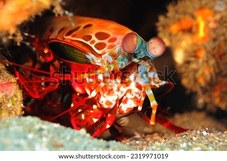 Red peacock mantis shrimp (Odontodactylus scyllarus) on the colorful reef. Marine animal (head detail) and corals. Shrimp on the reef, macro underwater photography. Tropical marine life.