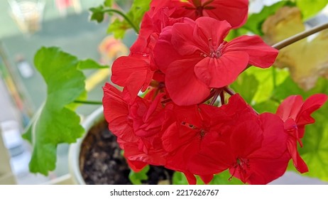 Red Pelargonium (Lat. Pelargonium) is a genus of plants in the Geranium family. Flowers of various colors, collected in small or multi-flowered umbellate inflorescences. - Shutterstock ID 2217626767