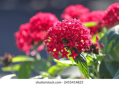 Red Pentas Lanceolata also known as egyptian starcluster in the garden. - Powered by Shutterstock