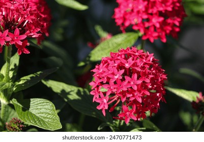 Red Pentas Lanceolata also known as egyptian starcluster in the garden. - Powered by Shutterstock