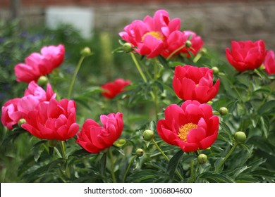 Red Peonies Blooming In Garden