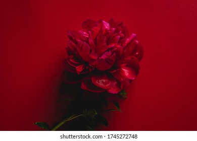 Red Peonies Flower, On Red Background