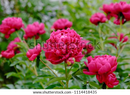 Similar – Image, Stock Photo red blooming peony with green leaves