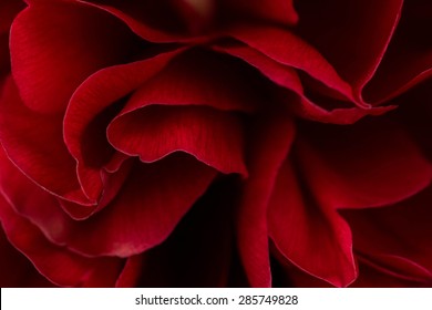 Red Peony