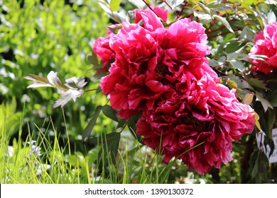 Red peony close up