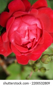 Red Peony Flower Macro Photography