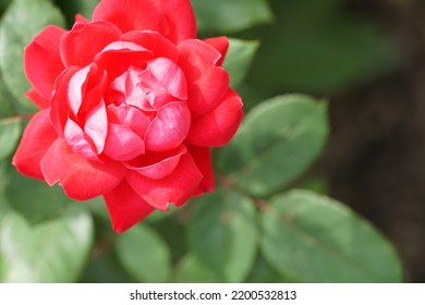 Red Peony Flower Macro Photography