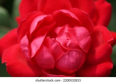 Red Peony Flower Macro Photography