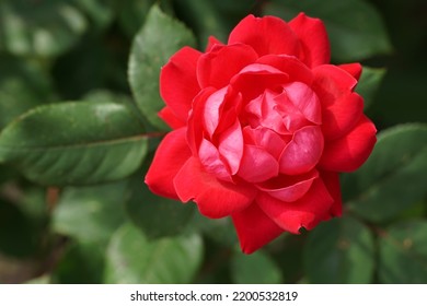 Red Peony Flower Macro Photography