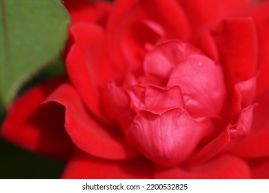 Red Peony Flower Macro Photography