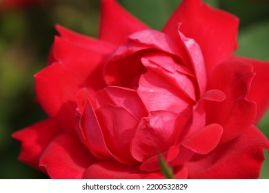 Red Peony Flower Macro Photography