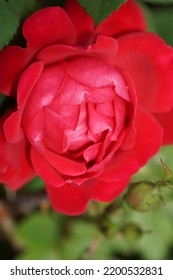 Red Peony Flower Macro Photography